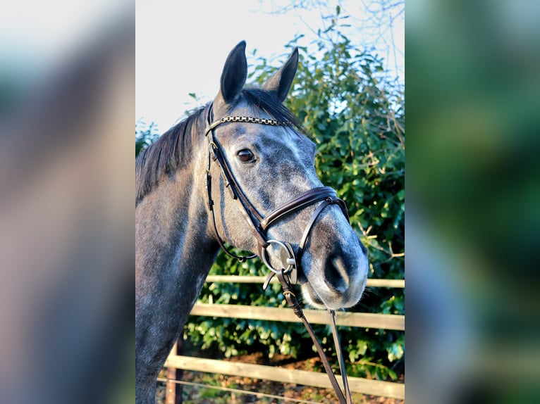 KWPN Mare 8 years 16,1 hh Gray in Meppen