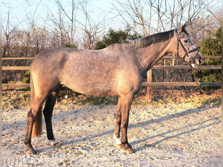 KWPN Mare 8 years 16,1 hh Gray in Meppen