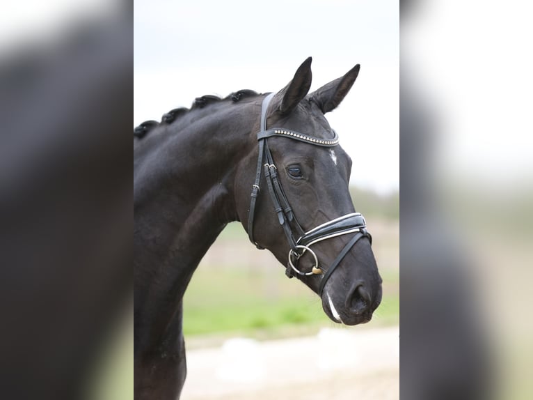 KWPN Mare 8 years 16.1 hh Smoky-Black in Haaksbergen