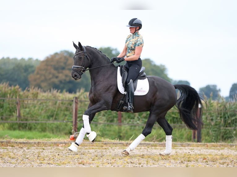 KWPN Mare 8 years 16.1 hh Smoky-Black in Haaksbergen