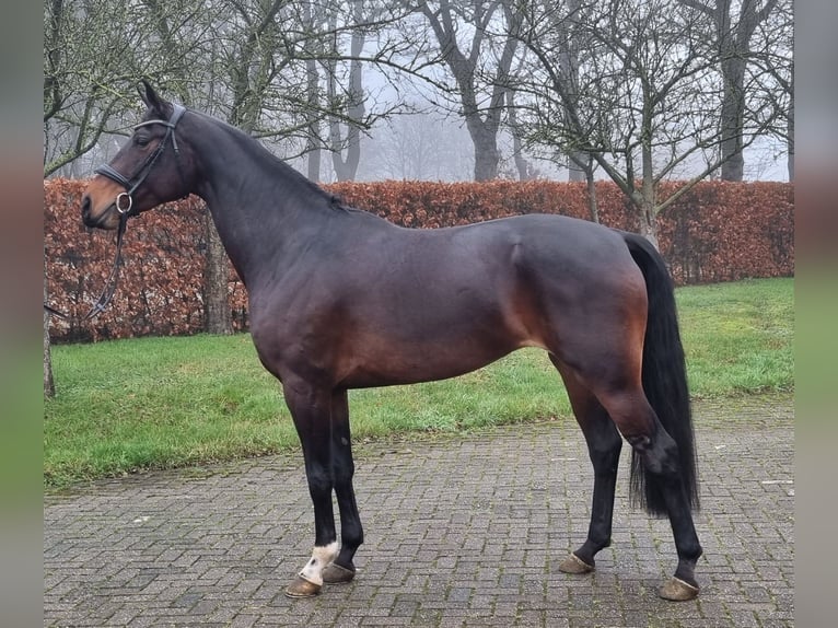 KWPN Mare 8 years 16,2 hh Bay-Dark in Diever