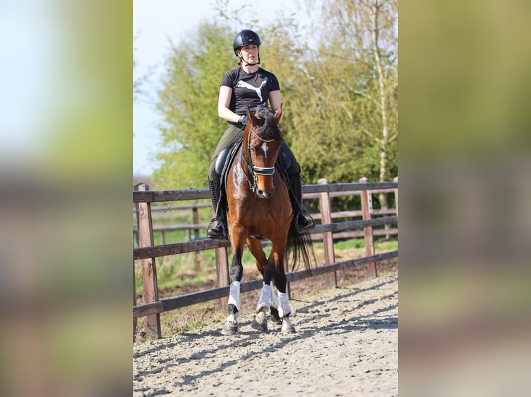 KWPN Mare 8 years 16,2 hh Bay in Wezup