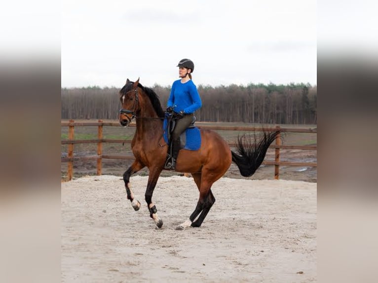 KWPN Mare 8 years 16,2 hh Bay in Wezup