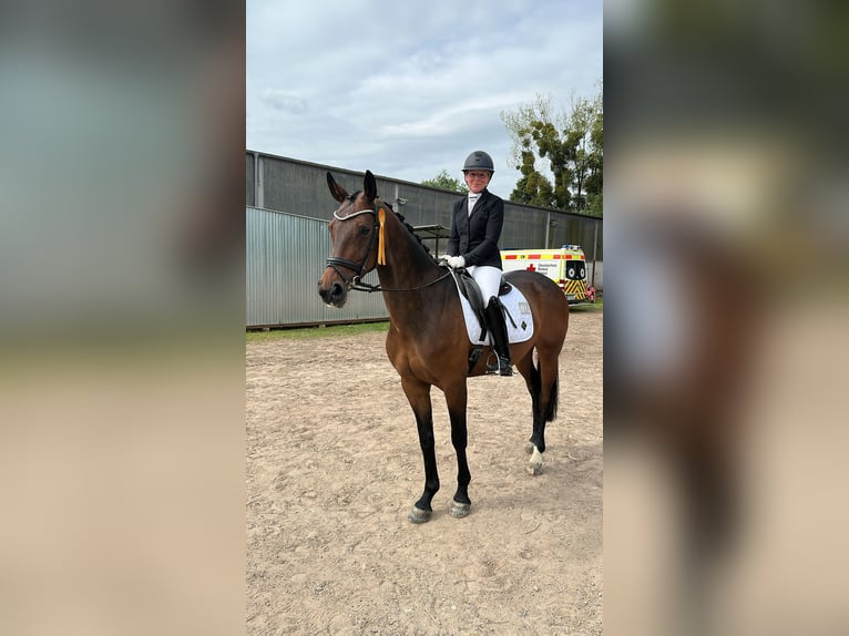 KWPN, Mare, 8 years, 16.2 hh, Brown