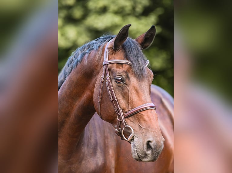 KWPN Mare 8 years 16,2 hh Brown in Riedstadt