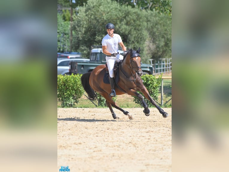 KWPN Mare 8 years 16,2 hh Brown in Pozzuoli