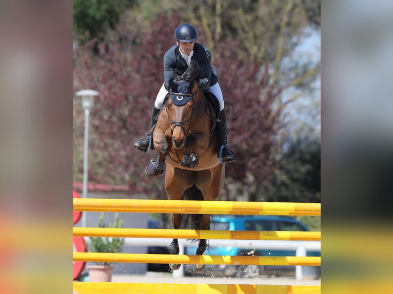 KWPN Mare 8 years 16,2 hh Brown in Pozzuoli