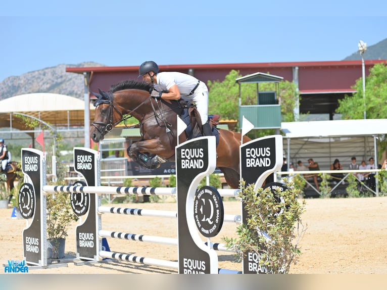 KWPN Mare 8 years 16,2 hh Brown in Pozzuoli