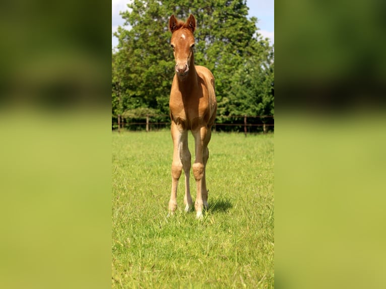 KWPN Mare 8 years 16.2 hh Buckskin in Wapse