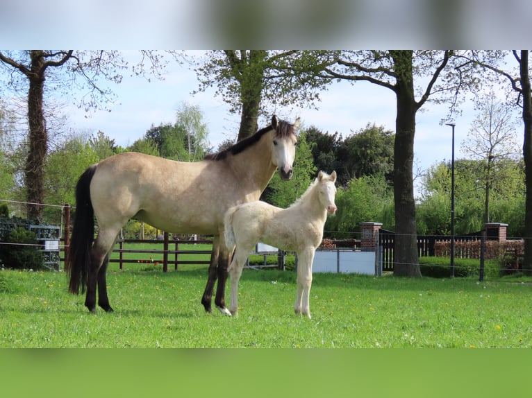 KWPN Mare 8 years 16.2 hh Buckskin in Wapse