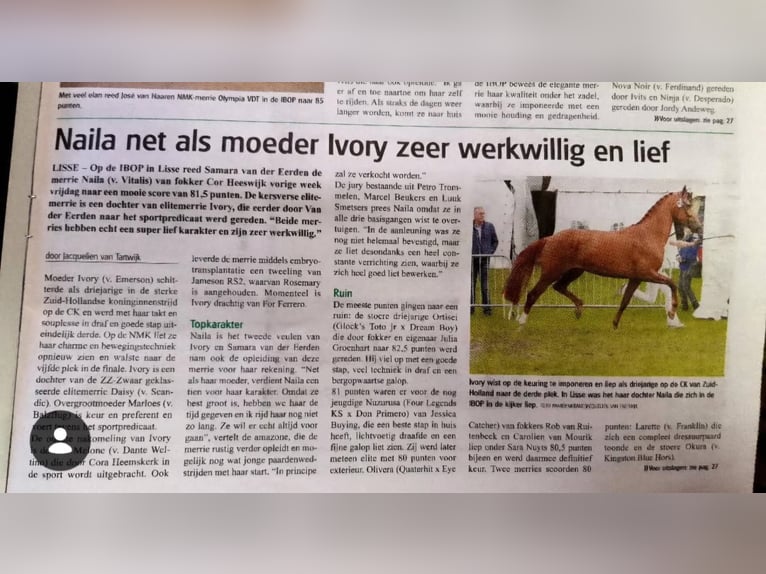 KWPN Mare 8 years 16.2 hh Chestnut-Red in Rijnsburg