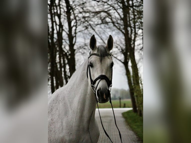 KWPN Mare 8 years 16,2 hh Gray in Münster