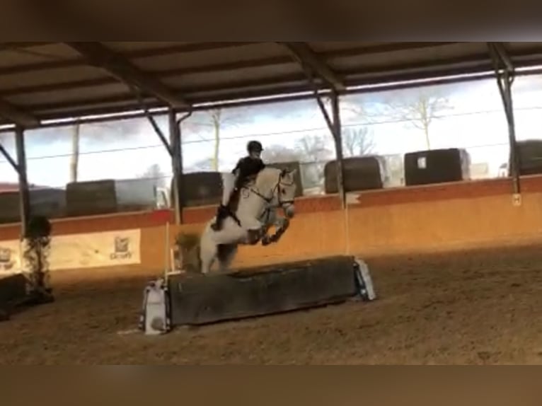 KWPN Mare 8 years 16,2 hh Gray in Münster