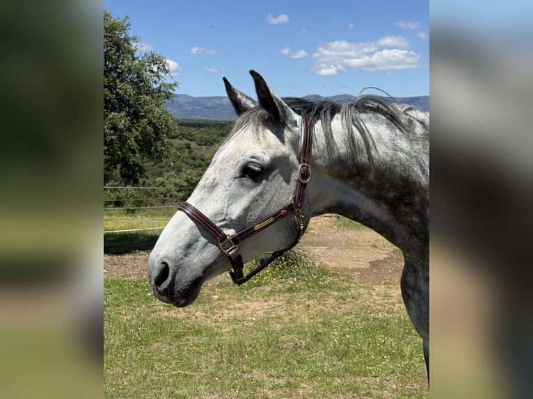 KWPN Mare 8 years 16.2 hh Grey in Madrid