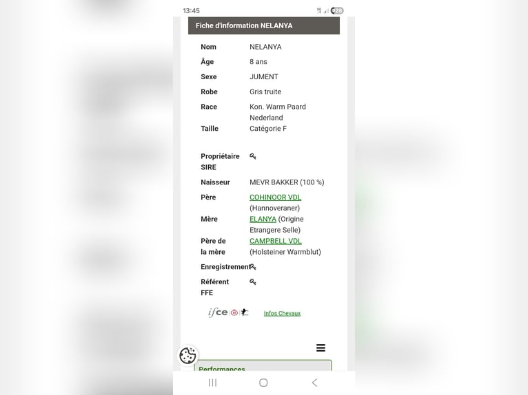 KWPN Mare 8 years 16.2 hh Grey in Pau