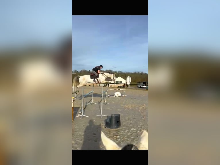 KWPN Mare 8 years 16.2 hh Grey in Pau