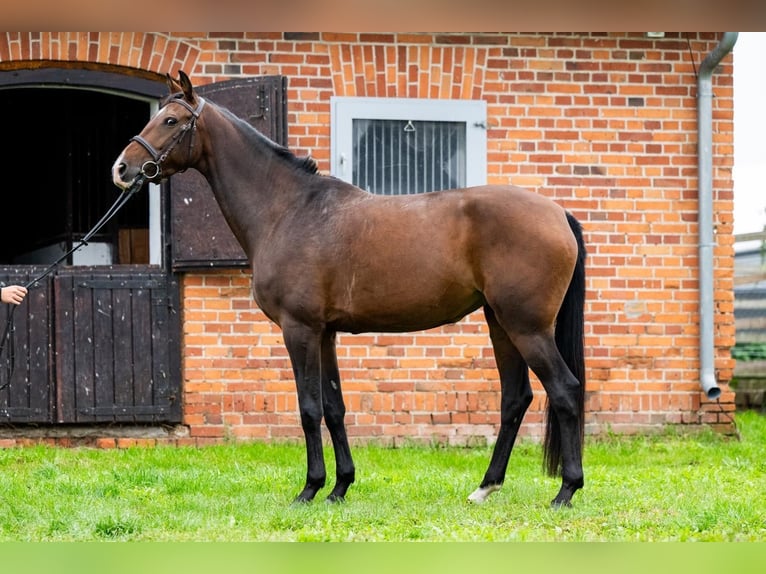 KWPN Mare 8 years 16.3 hh Bay-Dark in Ługi Ujskie