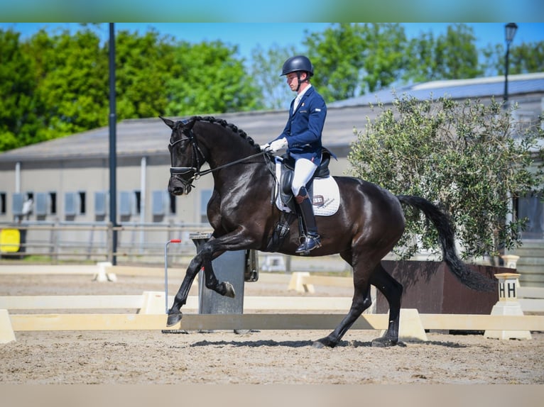 KWPN Mare 8 years 16,3 hh Black in Groot-Ammers