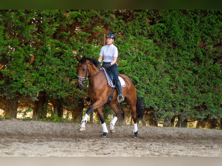 KWPN Mare 8 years 16,3 hh Brown in Elst