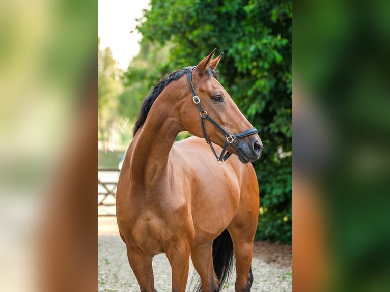 KWPN Mare 8 years 16,3 hh Brown in Elst