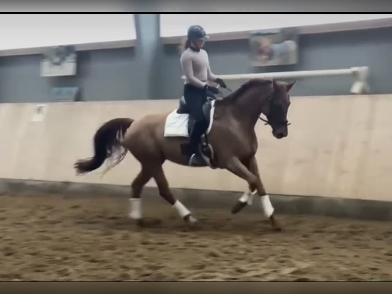 KWPN Mare 8 years 16,3 hh Chestnut-Red in Cuxhaven