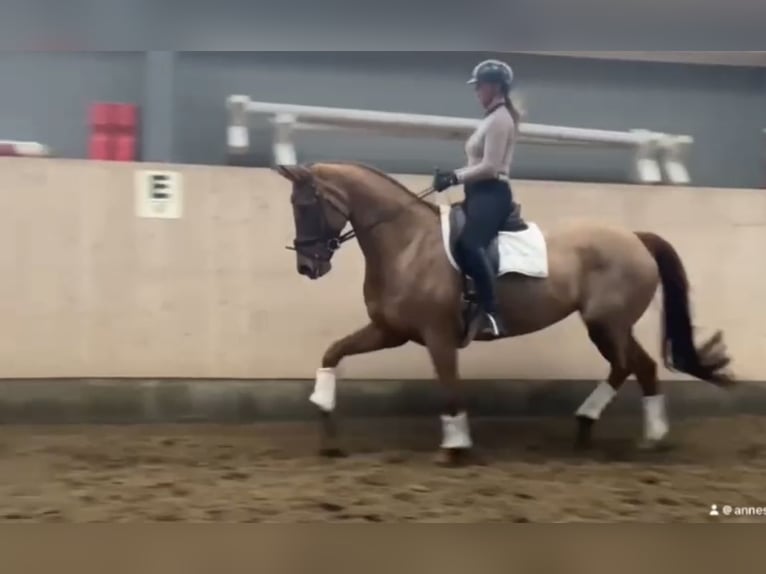 KWPN Mare 8 years 16,3 hh Chestnut-Red in Cuxhaven