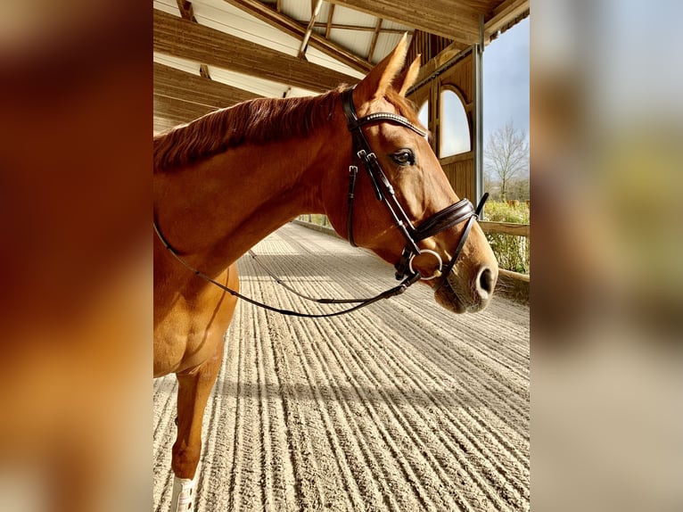 KWPN Mare 8 years 16,3 hh in Cuxhaven