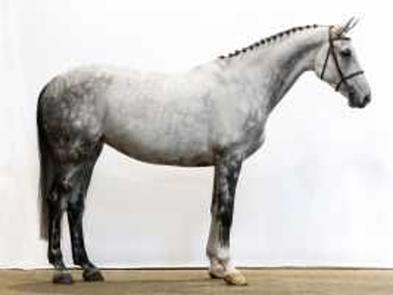 KWPN Mare 8 years 16,3 hh Gray in Waddinxveen