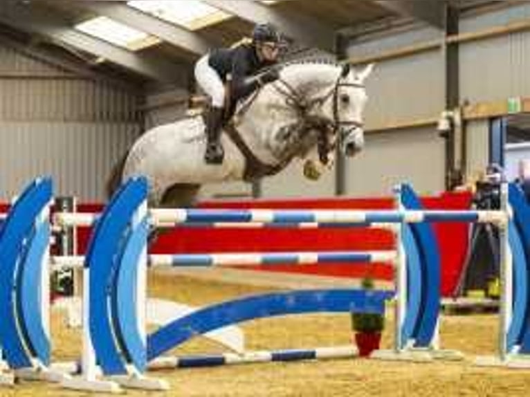 KWPN Mare 8 years 16,3 hh Gray in Waddinxveen