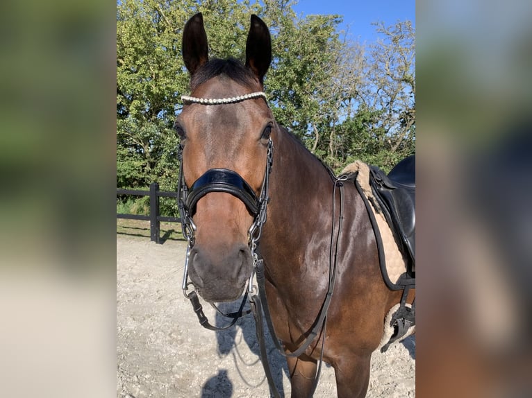 KWPN Mare 8 years 16 hh Bay-Dark in Vodskov
