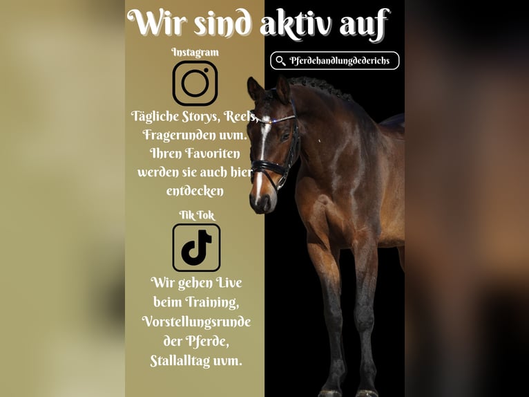 KWPN Mare 8 years 16 hh Bay-Dark in Nettersheim