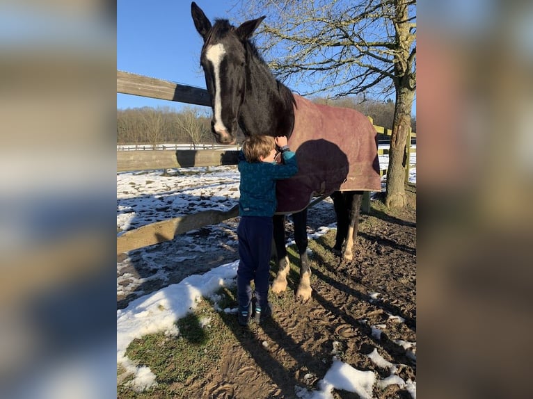 KWPN Mare 8 years 16 hh Black in Pellenberg