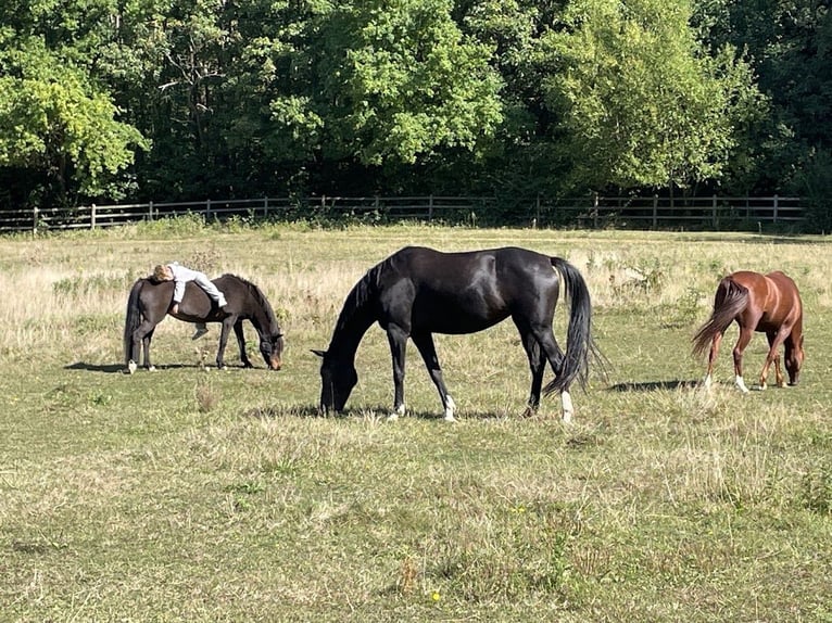 KWPN Mare 8 years 16 hh Black in Pellenberg
