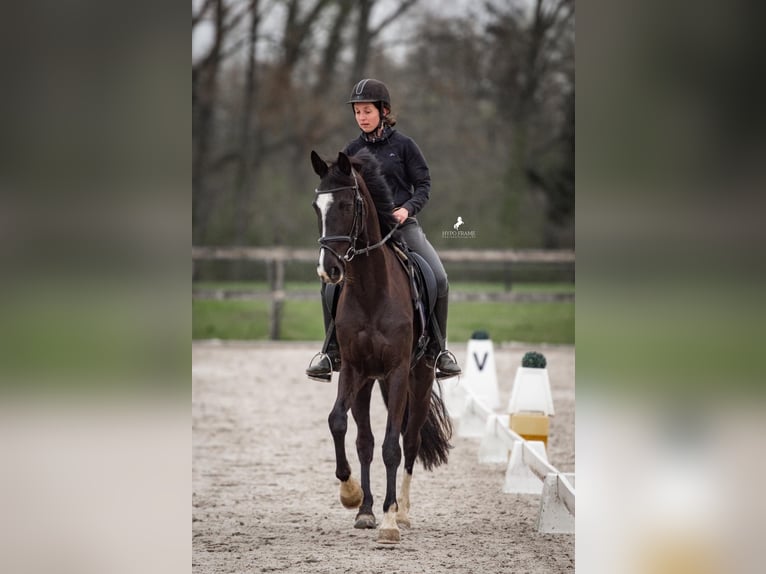 KWPN Mare 8 years 16 hh Black in Pellenberg