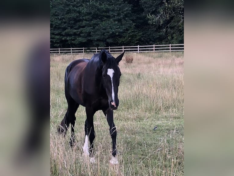 KWPN Mare 8 years 16 hh Black in Pellenberg