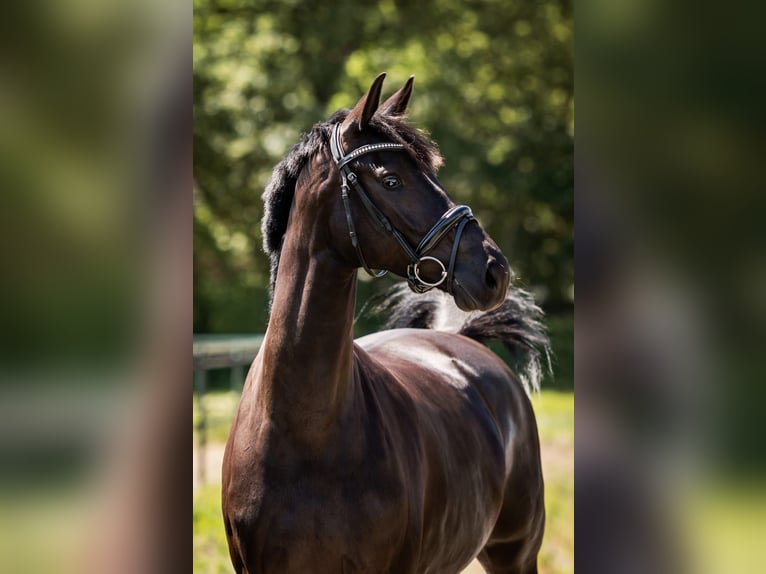 KWPN Mare 8 years 16 hh Black in Bedburg-Hau