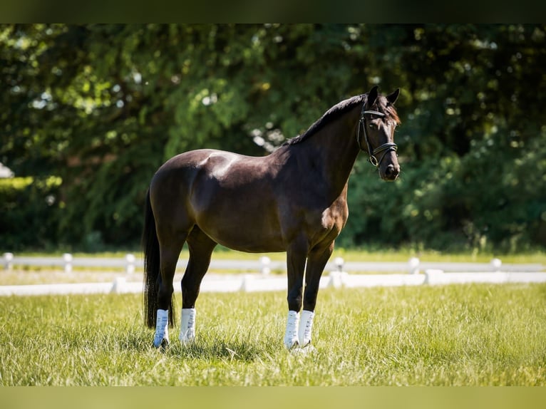 KWPN Mare 8 years 16 hh Black in Bedburg-Hau