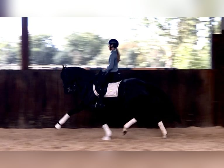 KWPN Mare 8 years 16 hh Black in Bree