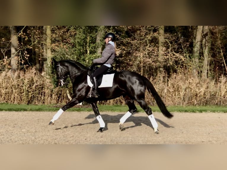 KWPN Mare 8 years 16 hh Black in Bree