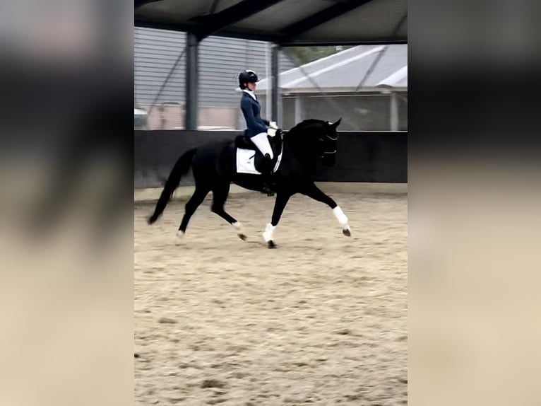 KWPN Mare 8 years 16 hh Black in Bree