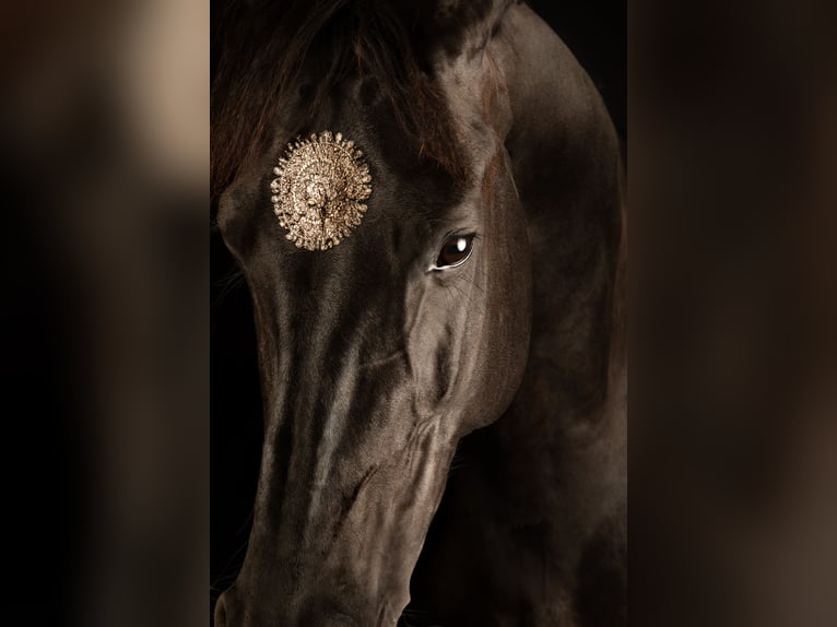 KWPN Mare 8 years 16 hh Black in Moergestel