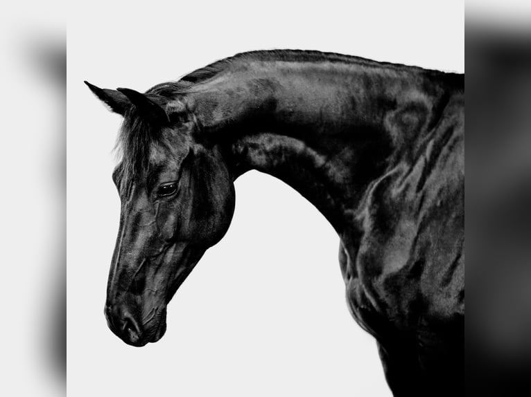 KWPN Mare 8 years 16 hh Black in Moergestel