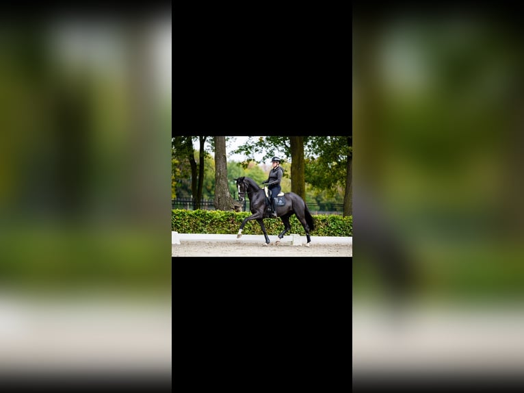 KWPN Mare 8 years 16 hh Black in Weert