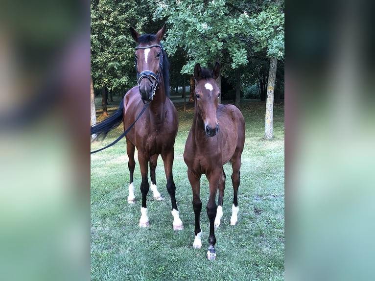 KWPN Mare 8 years 16 hh Brown in Dresden Gompitz