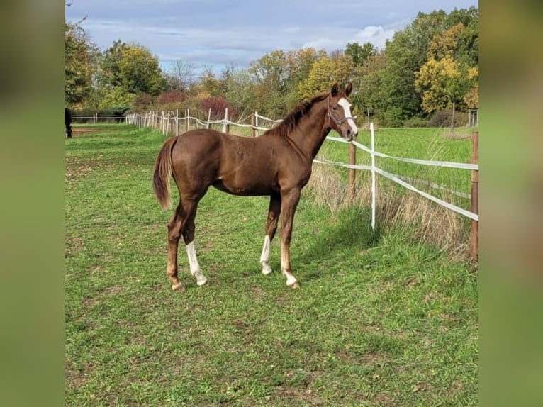 KWPN Mare 8 years 16 hh Brown in Dresden Gompitz