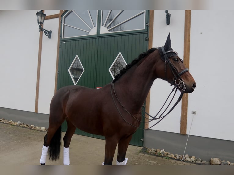 KWPN Mare 8 years 16 hh Brown in Haiger