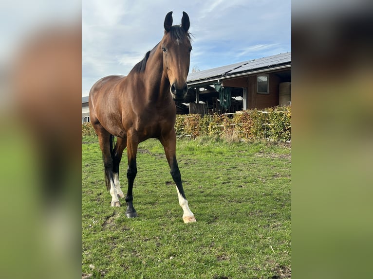 KWPN Mare 8 years 16 hh Brown in Didam