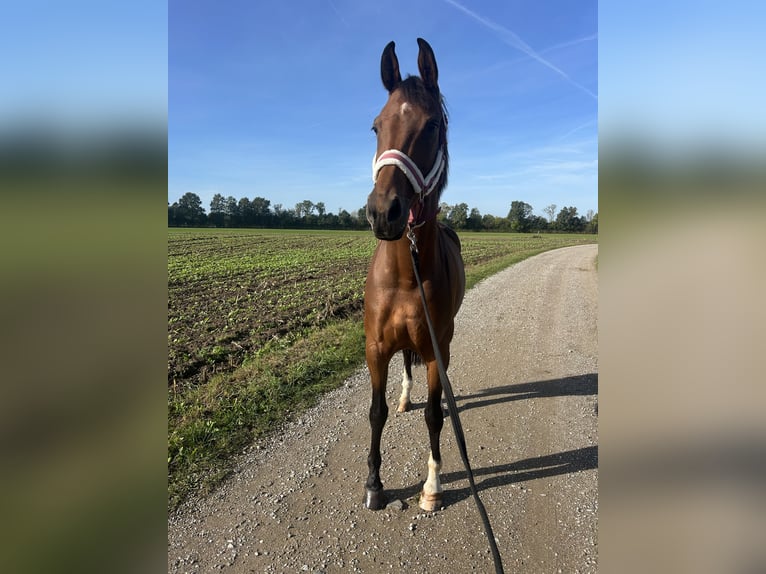 KWPN Mare 8 years 16 hh Brown in Didam