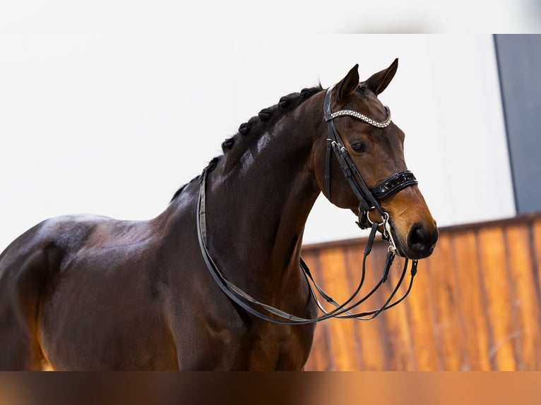 KWPN Mare 8 years 16 hh Brown in Kwadijk