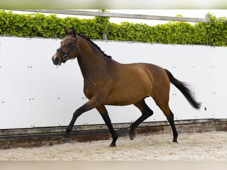 KWPN Mare 8 years 16 hh Brown in Waddinxveen